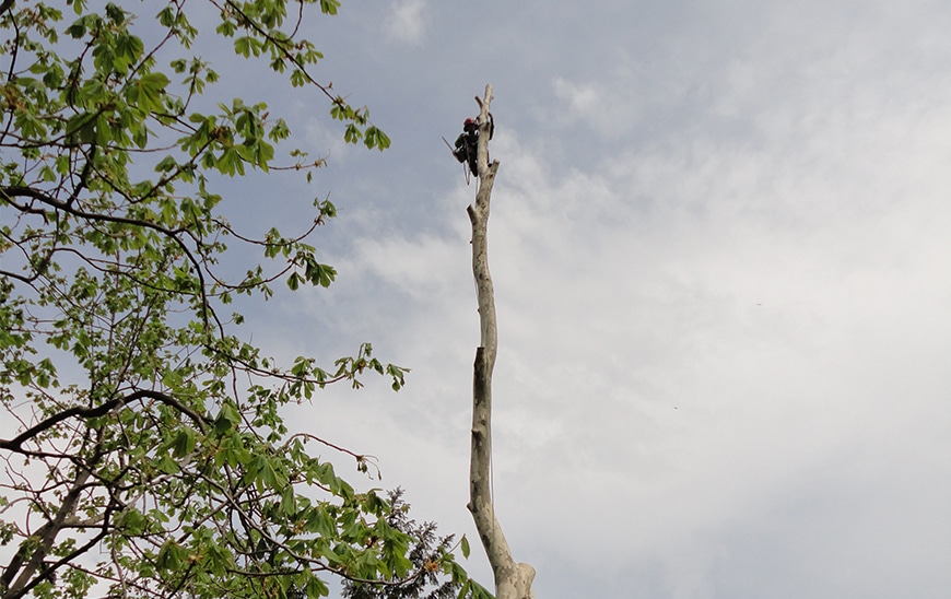 chantier-elagage-4