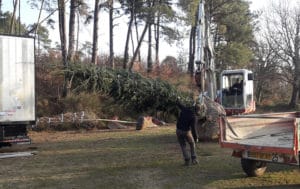 plantation-arbres-gros-sujets-3